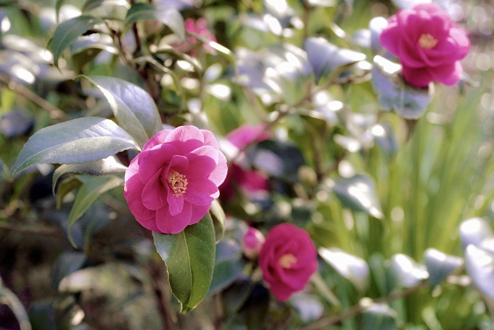 Essential Guide to Planting in Acidic Soil