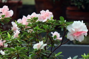 Rooted in Acidity: Your Essential Guide to Planting in Acidic Soil