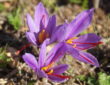 Planting Saffron in October