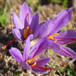 Planting Saffron in October