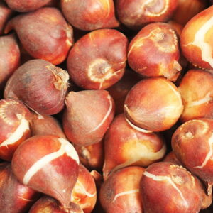 Planting Spring-Blooming Bulbs in Fall