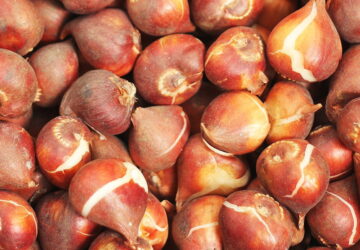 Planting Spring-Blooming Bulbs in Fall