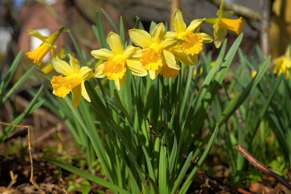 Planting Spring-Blooming Bulbs: Your Fall Gardening Guide – Garden Guide