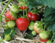 A Guide to Planting and Caring for Strawberries