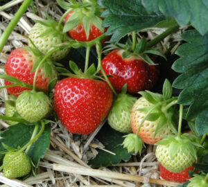 A Guide to Planting and Caring for Strawberries