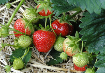 A Guide to Planting and Caring for Strawberries
