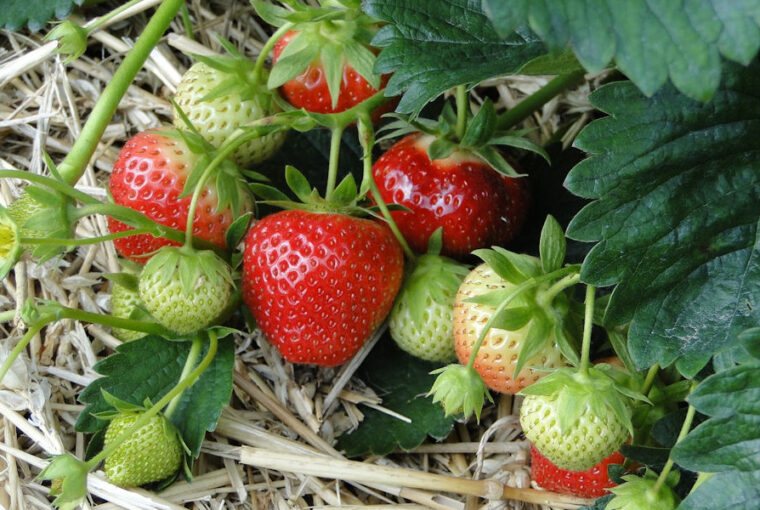 A Guide to Planting and Caring for Strawberries