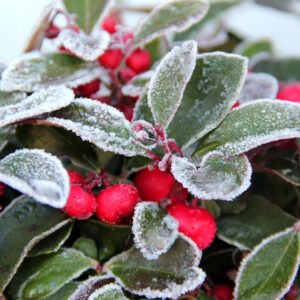 Creative Ideas for Colorful Winter Planters