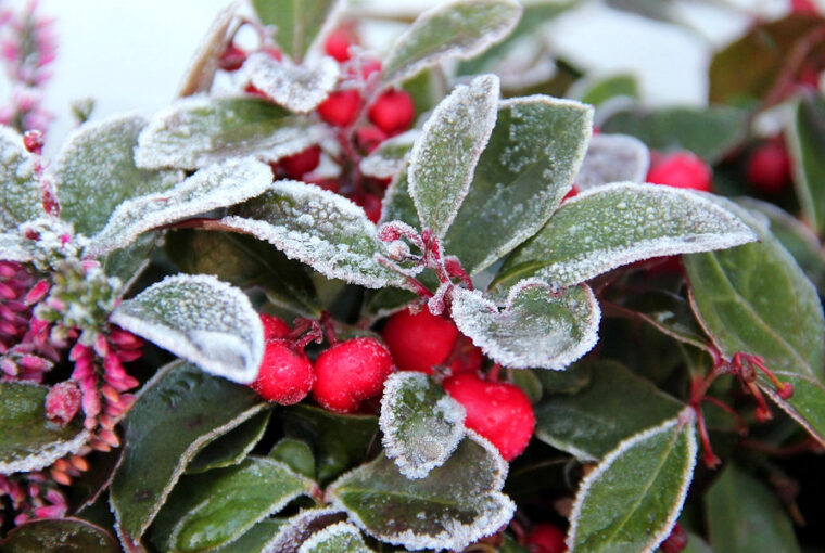 Creative Ideas for Colorful Winter Planters