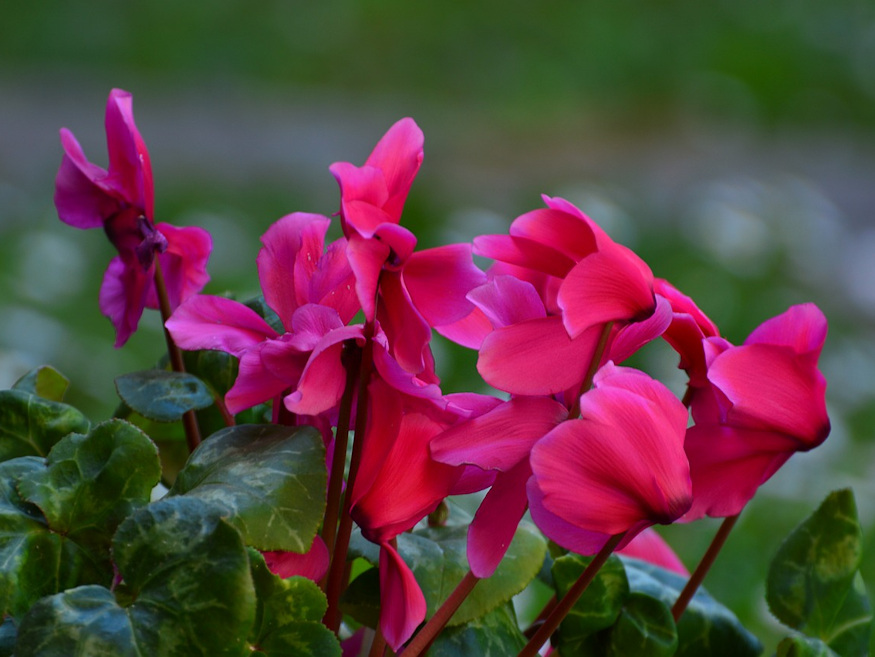 Cold-Weather Charm: Creative Ideas for Colorful Winter Planters