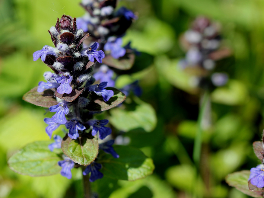 6 Fantastic Plants to Brighten Up Your Winter Window Boxes – Discover ...