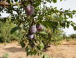 Plum Trees in the Garden