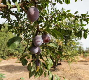 Plum Trees in the Garden