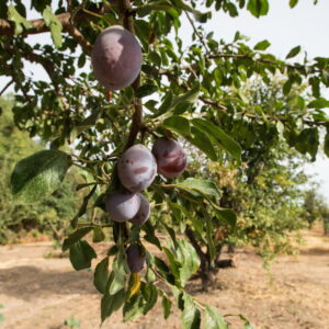 Plum Trees in the Garden