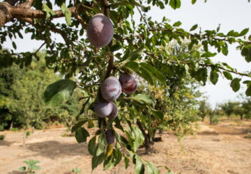 Plum Trees in the Garden