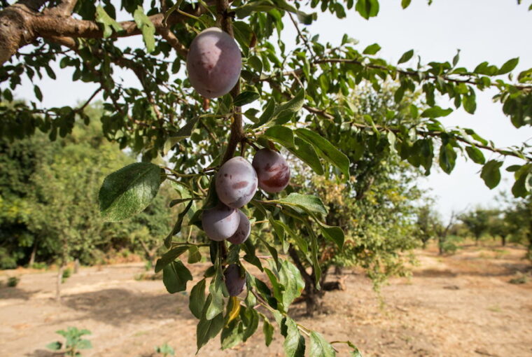 Plum Trees in the Garden