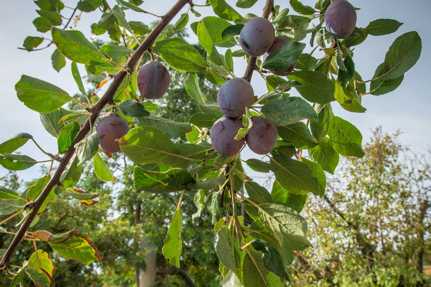 Plum Trees in the Garden