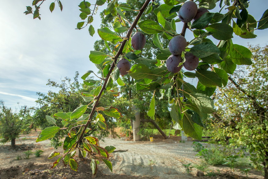 Plum Trees in the Garden