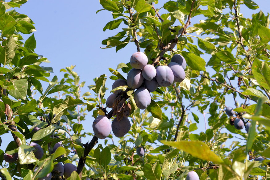 Plum Trees in the Garden