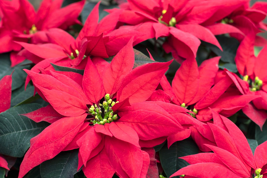 Maximizing the Beauty of Poinsettias: A Guide to Long-Lasting Festive ...