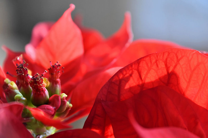 How To Take Care Of Poinsettias So That You Can Enjoy Them For More ...