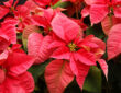 Poinsettias: A Guide to Long-Lasting Festive Elegance
