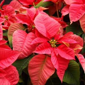 Poinsettias: A Guide to Long-Lasting Festive Elegance