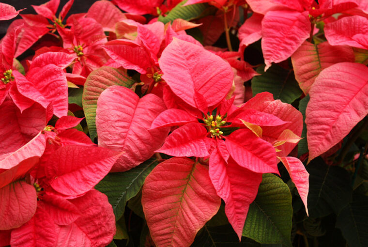 Poinsettias: A Guide to Long-Lasting Festive Elegance