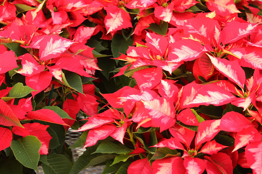 Maximizing the Beauty of Poinsettias: A Guide to Long-Lasting Festive Elegance – Garden Guide