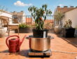 Your Plant May Not Be Thirsty – Its Pot May Be Cooking the Roots