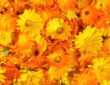 Pot Marigold: Exploring Its Health Benefits