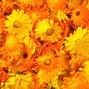 Pot Marigold: Exploring Its Health Benefits