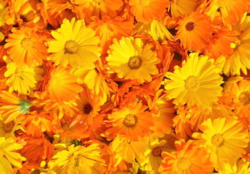Pot Marigold: Exploring Its Health Benefits