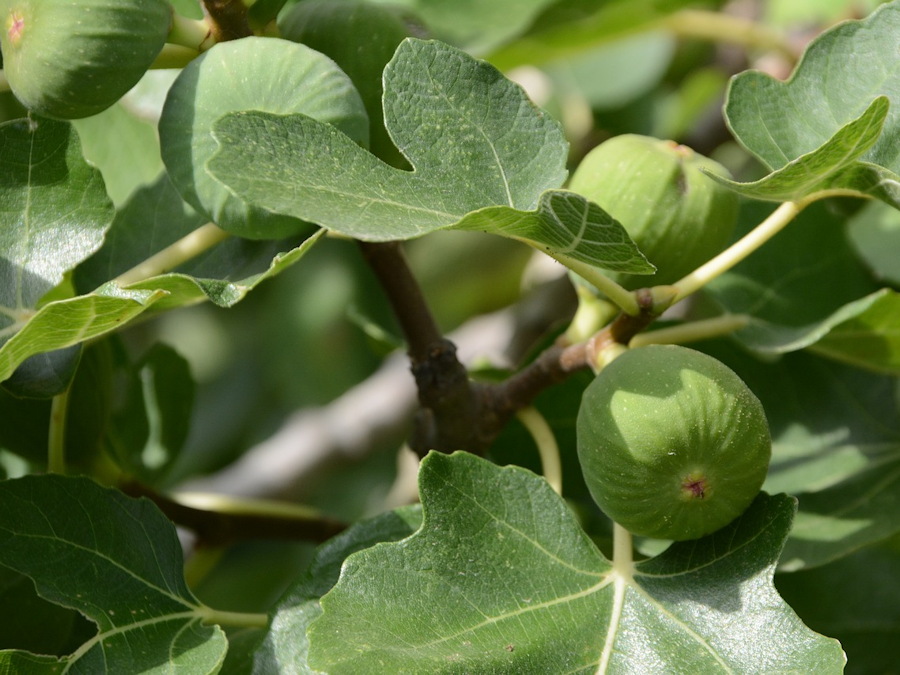 Unlocking the Potential of Unripe Figs: Tips, Tricks and Delectable ...