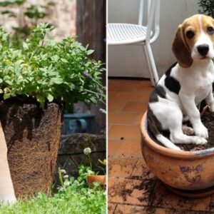 How to Reuse Used Potting Mix in Your Garden