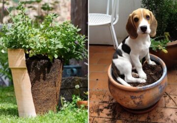 How to Reuse Used Potting Mix in Your Garden