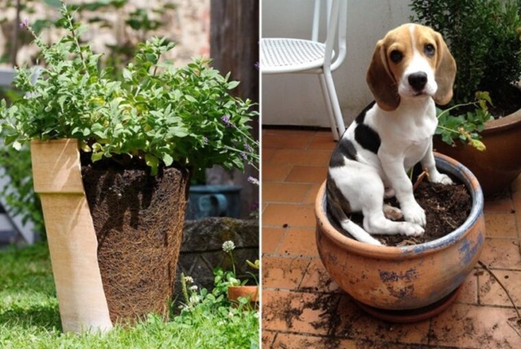 How to Reuse Used Potting Mix in Your Garden