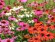 Prairie Gardens for Changing Climates