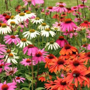 Prairie Gardens for Changing Climates