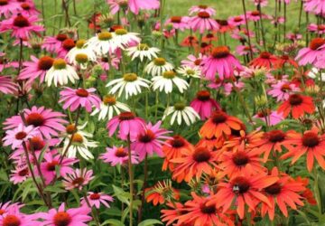 Prairie Gardens for Changing Climates