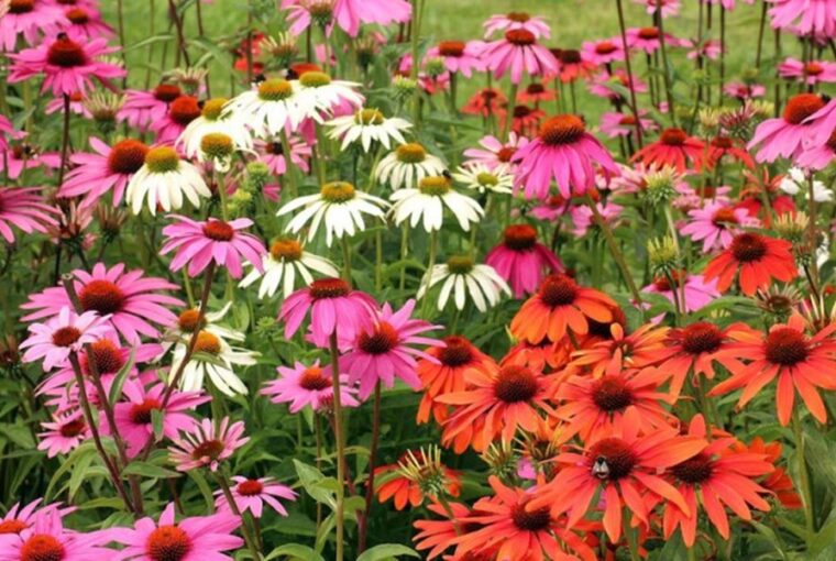 Prairie Gardens for Changing Climates