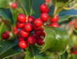 Holly: A Timeless Emblem of Christmas Cheer