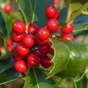 Holly: A Timeless Emblem of Christmas Cheer