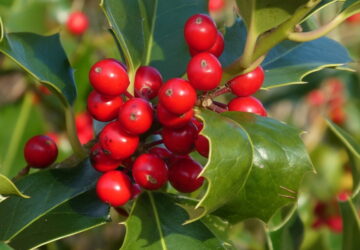 Holly: A Timeless Emblem of Christmas Cheer