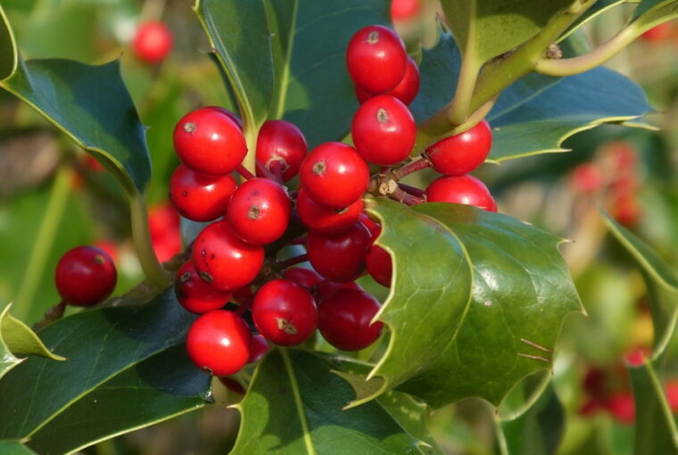 Holly: A Timeless Emblem of Christmas Cheer