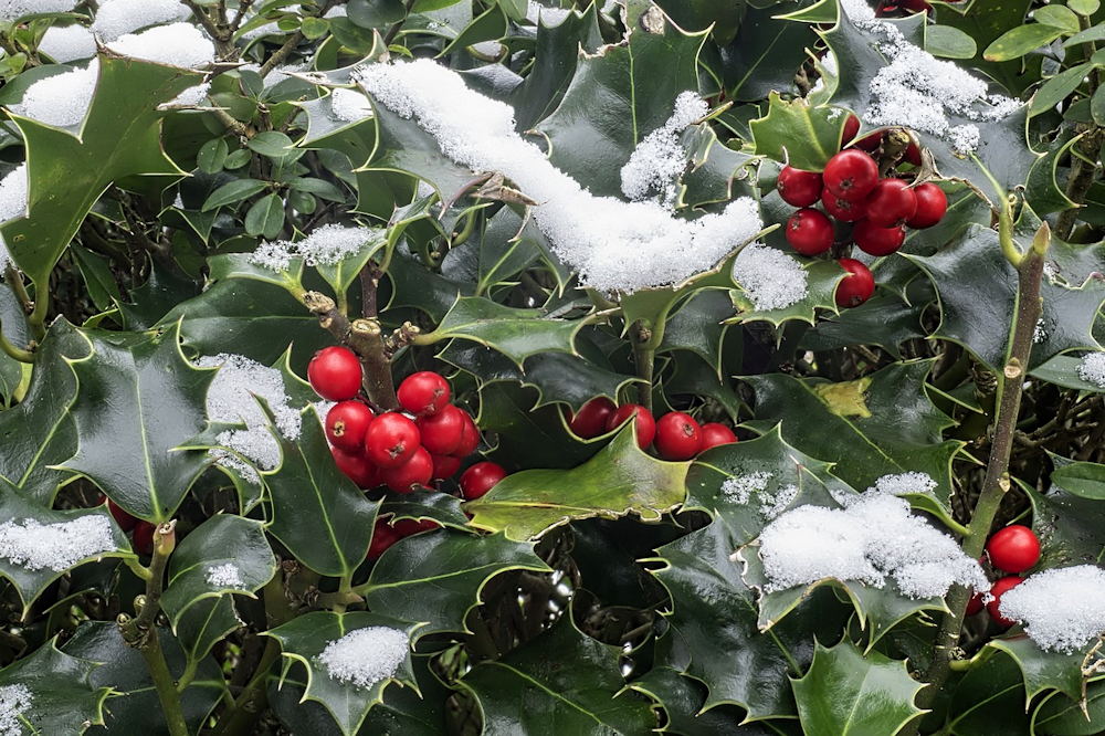 In Praise of Holly: Ilex, a Timeless Emblem of Christmas Cheer – Garden ...