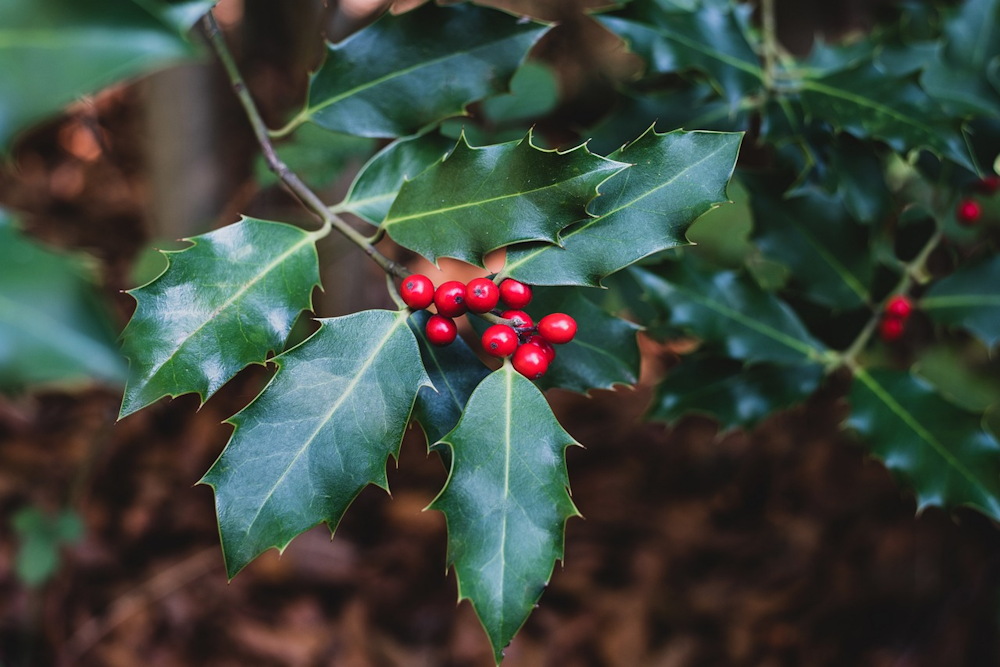 Ilex, a Timeless Emblem of Christmas Cheer