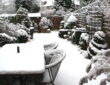 Preventing Snow Damage in Your Garden