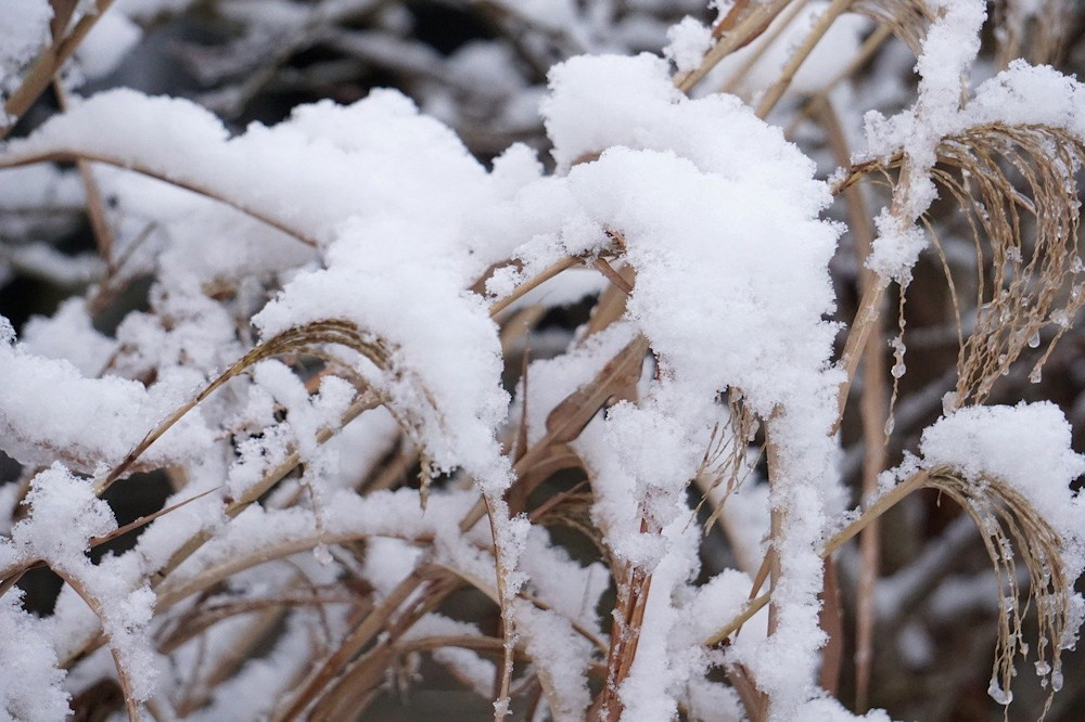 Understanding and Preventing Snow Damage