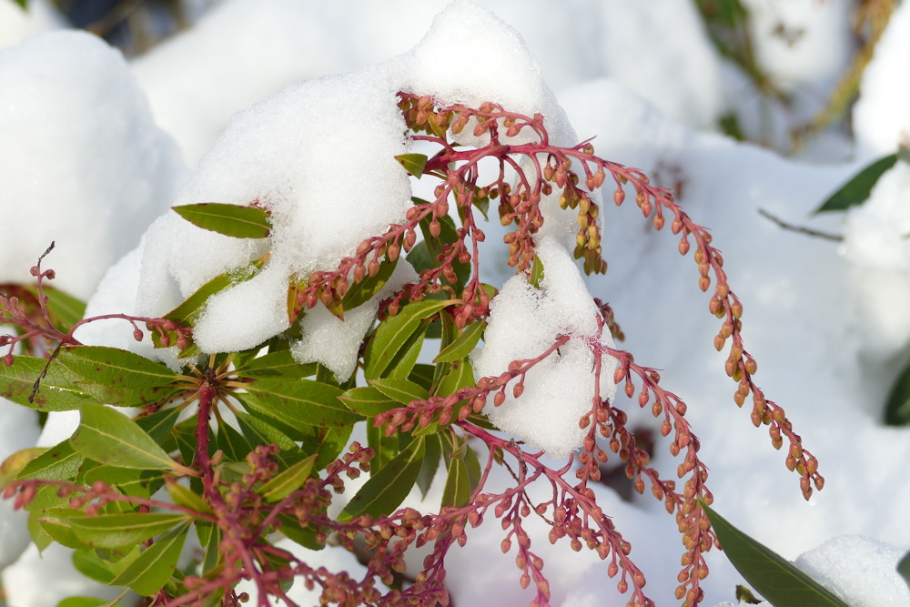 Understanding and Preventing Snow Damage